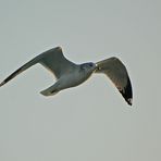 Ringschnabelmöwe - Ring-billed gull (Larus delawarensis)