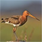 "Ringschnepfe" - Limosa limosa