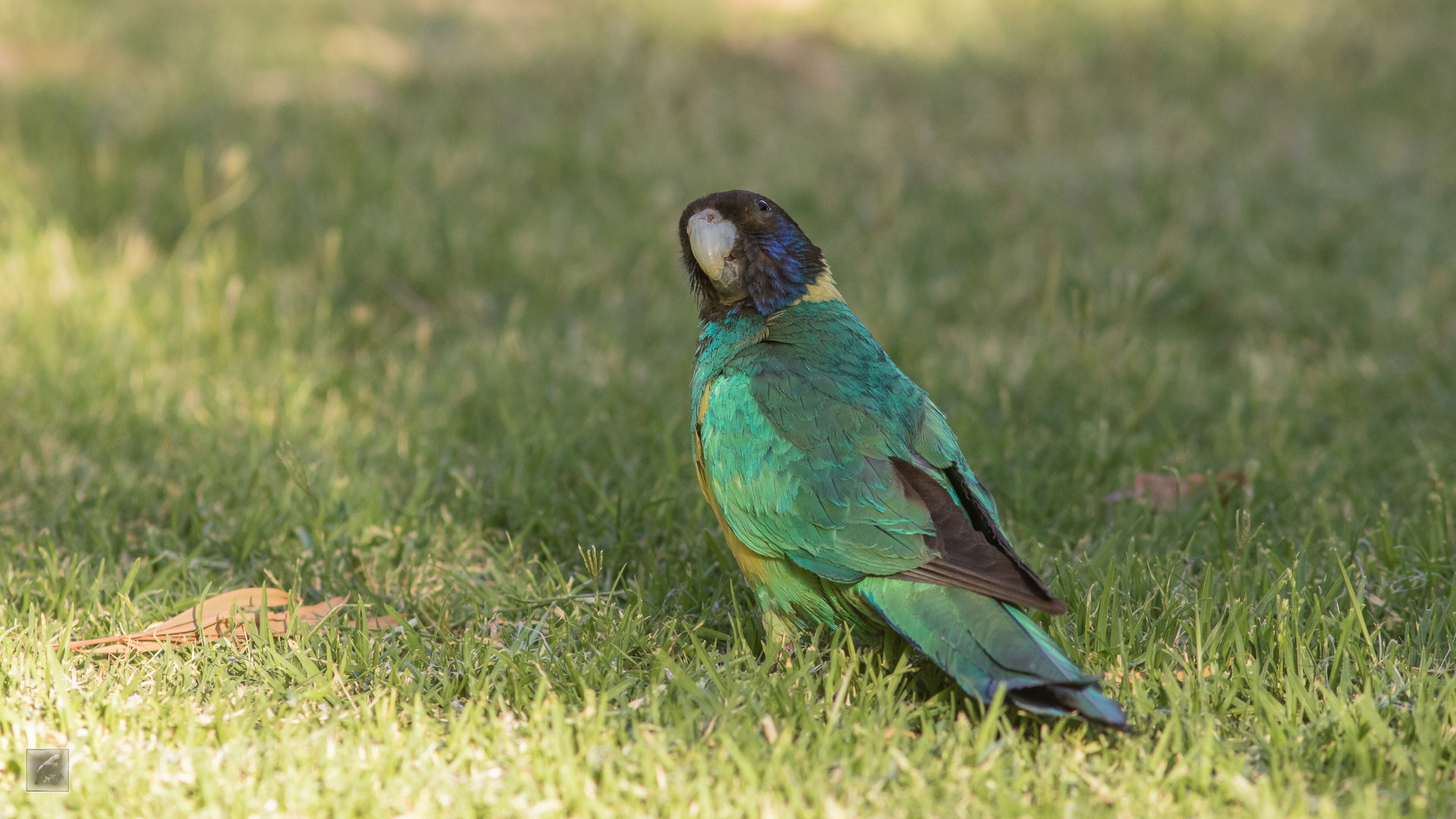 Ringsittig (Barnardius zonarius)