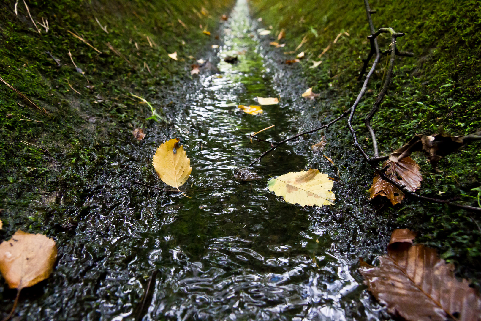 Rinnsal Foto & Bild | archiv projekte naturchannel, naturprojekte 2011 ...