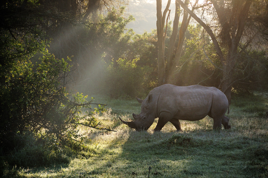 Rino all'alba