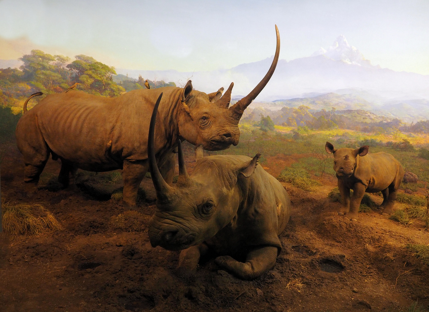 Rino Diorama