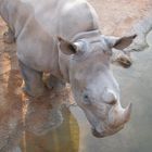 Rinoceronte en Bioparc de Valencia