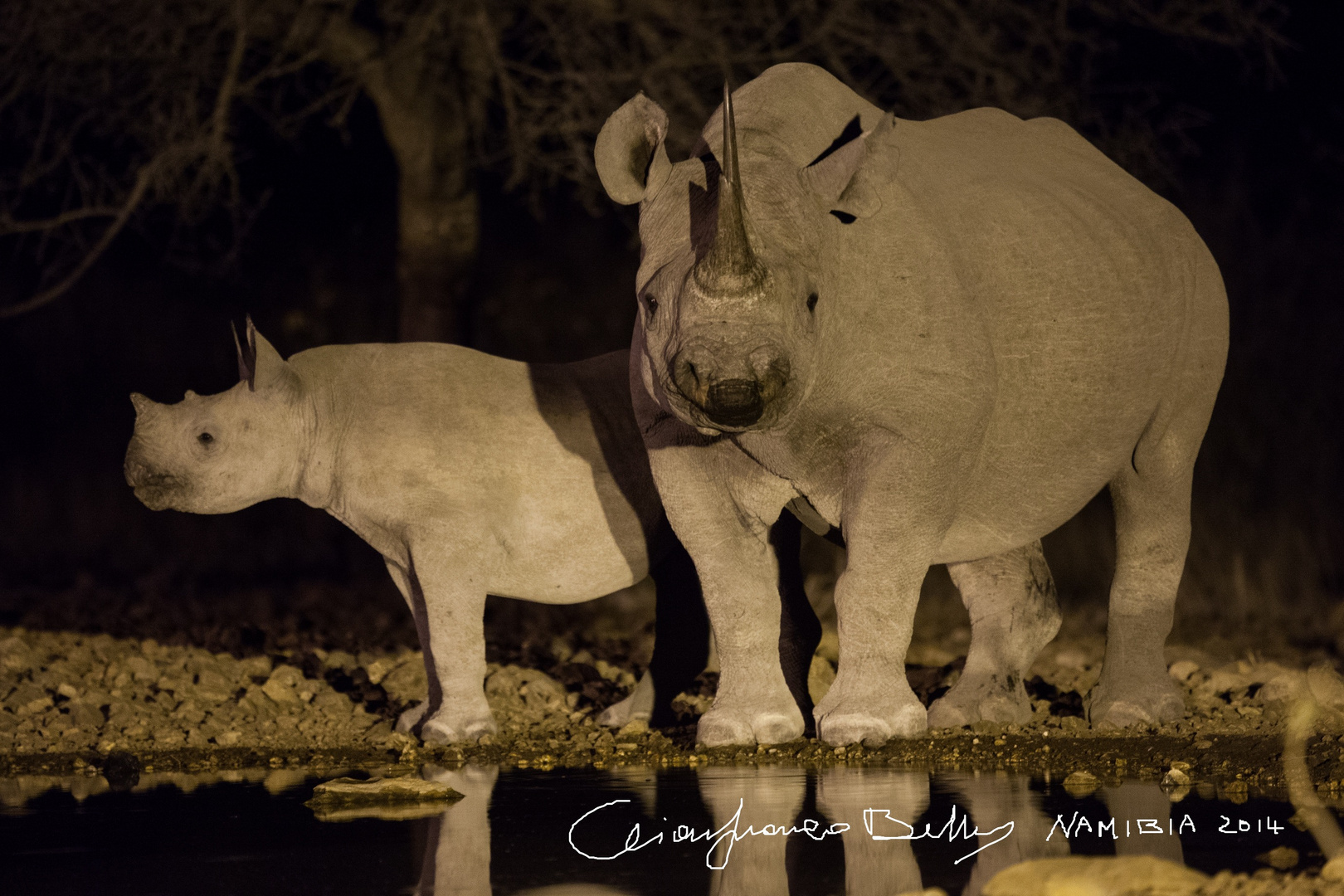 Rinoceronti di notte, Namibia 2014