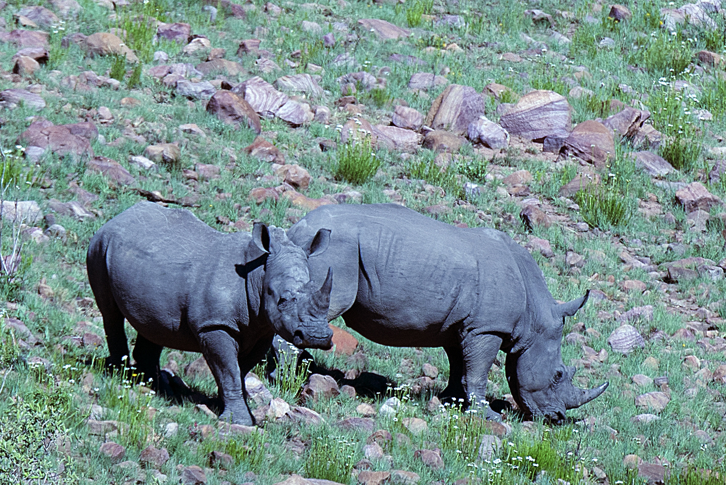 Rinos im Marakele National Park