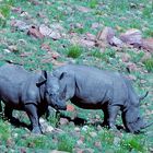 Rinos im Marakele National Park