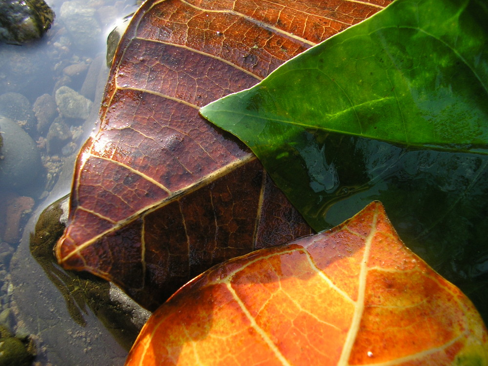 Río abajo