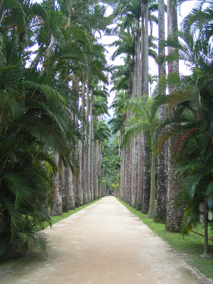 Rio de Janeiro Botanic Garden - Lane of Imperial palms