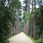 Rio de Janeiro Botanic Garden - Lane of Imperial palms