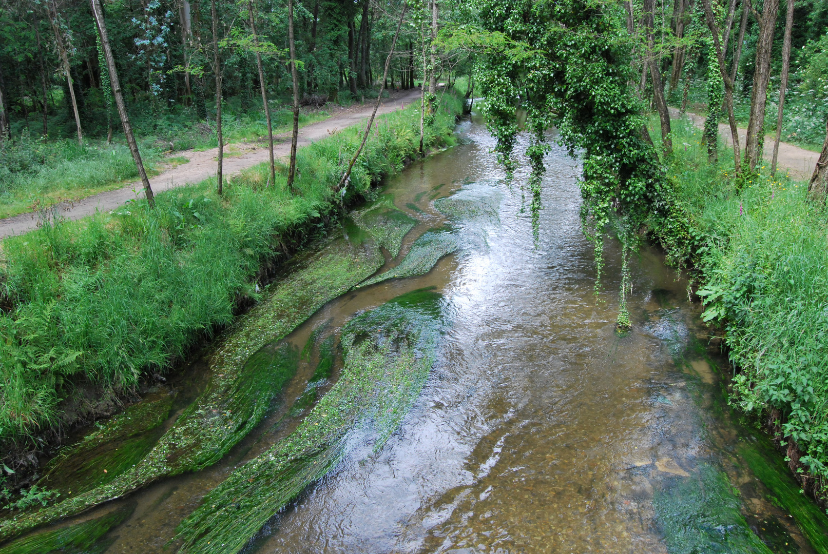 rio de louro