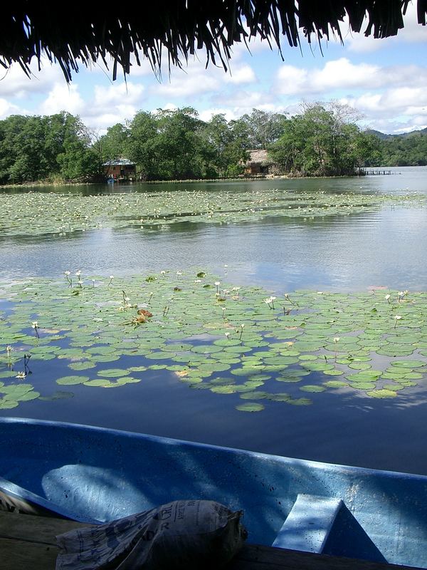 Rio Dulce "Blooming waterlilies all over the place"