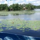 Rio Dulce "Blooming waterlilies all over the place"