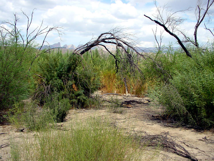 Rio Grande Borderline