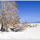 Rio Grande Cottonwood ...