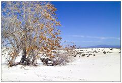 Rio Grande Cottonwood ...