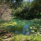 rio Lobo lilies