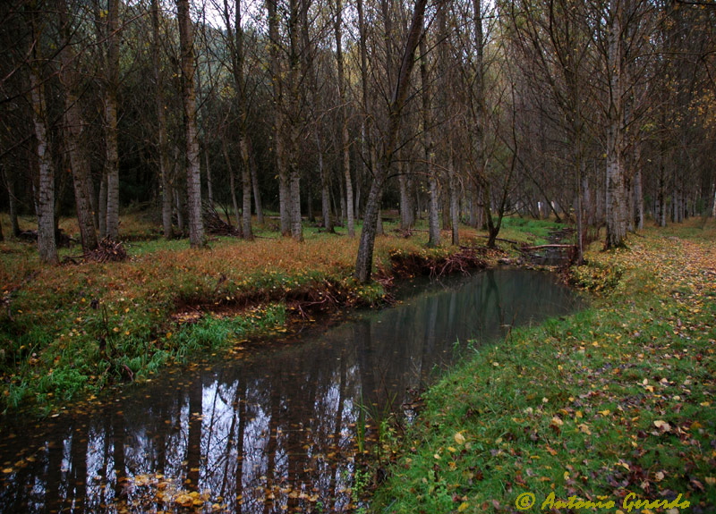 Rio Lobos I