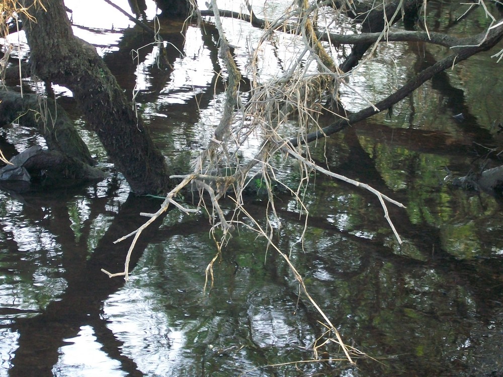 Rio Miño (Galicia)