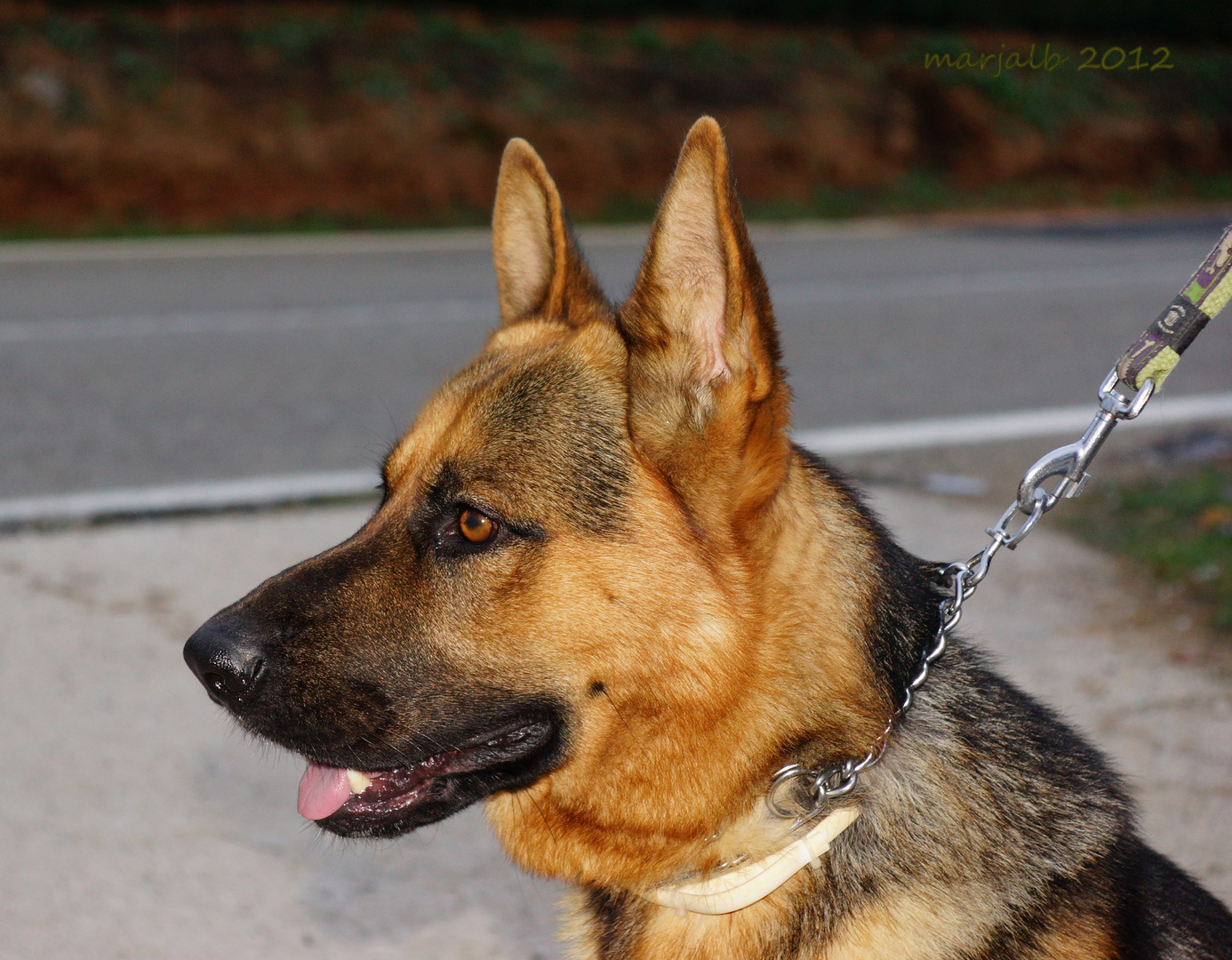 Río Pastor alemán . Río " Río " Deutscher Schäferhund Meine Freundin Cristina