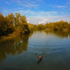 Rio Segre en otoño 9