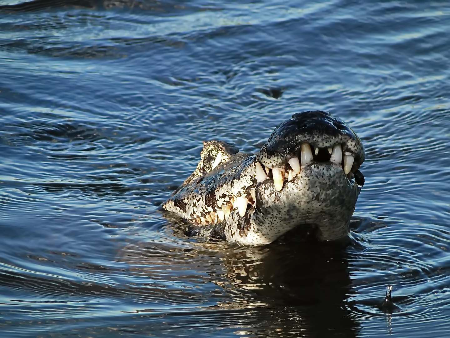 rio xingú caiman