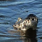 rio xingú caiman