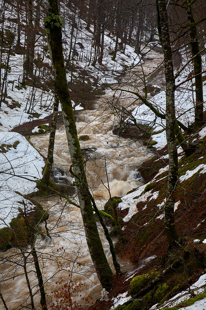 Rio y bosque