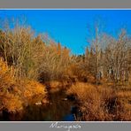 Río y cañas