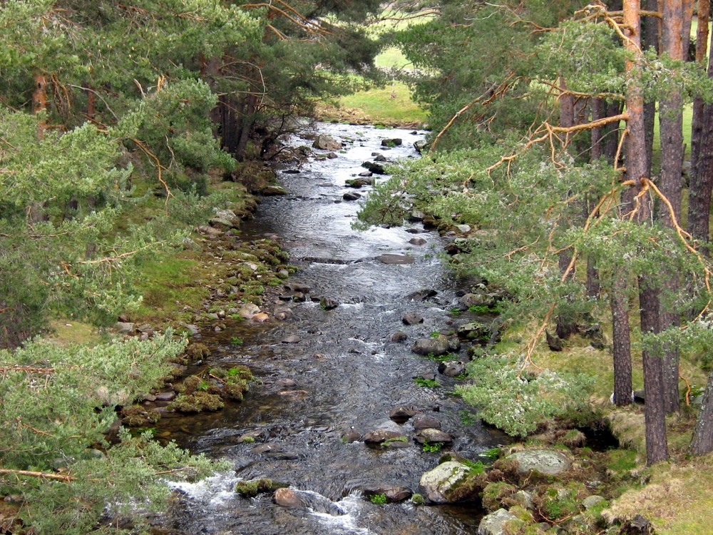 Río y vegetación