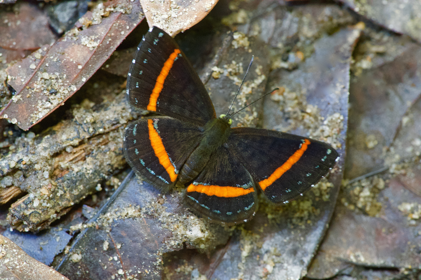 Riodinidae aus dem Bergregenwald von Peru