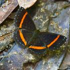 Riodinidae aus dem Bergregenwald von Peru