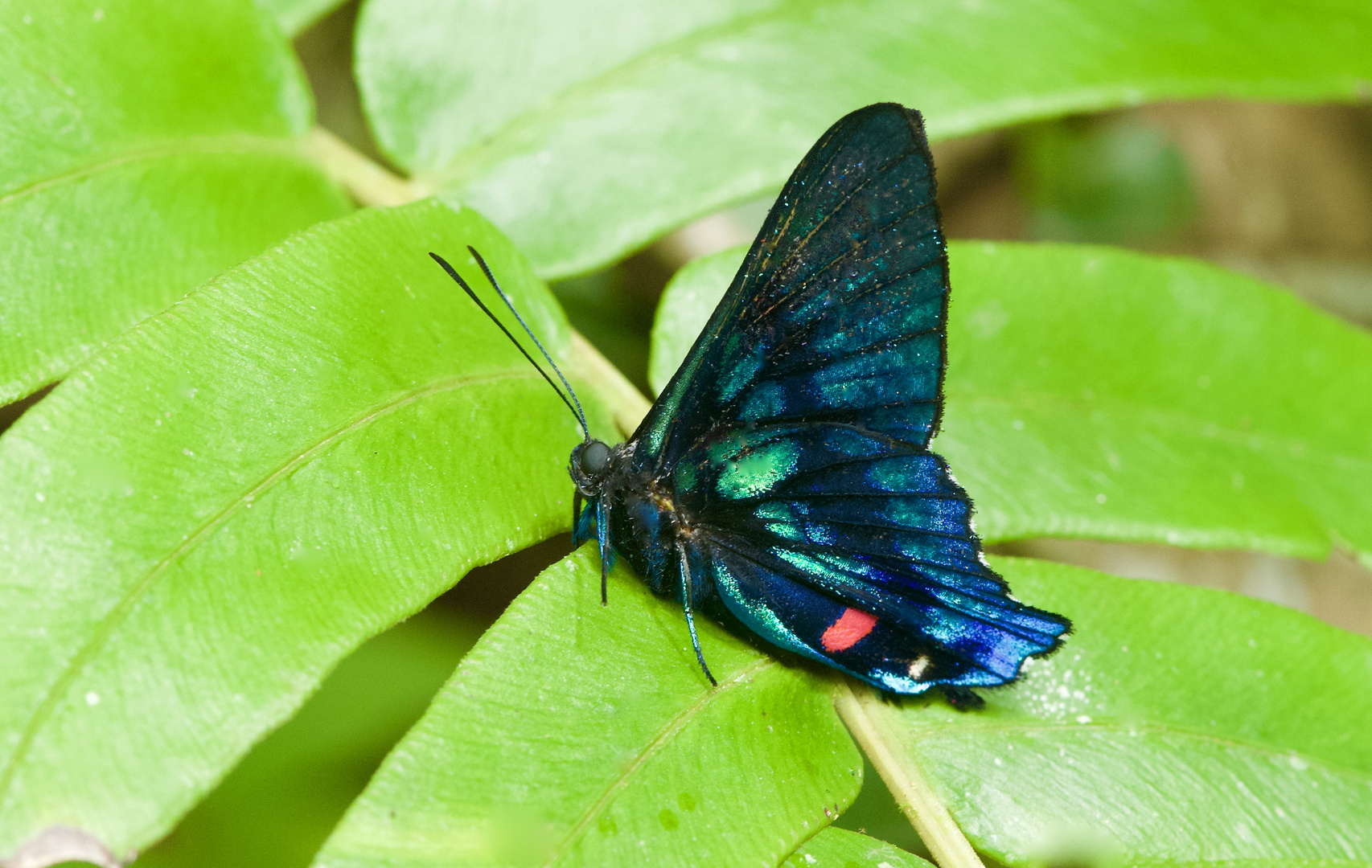  Riodinidae aus dem Bergregenwald von Peru    