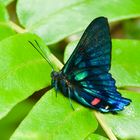  Riodinidae aus dem Bergregenwald von Peru    