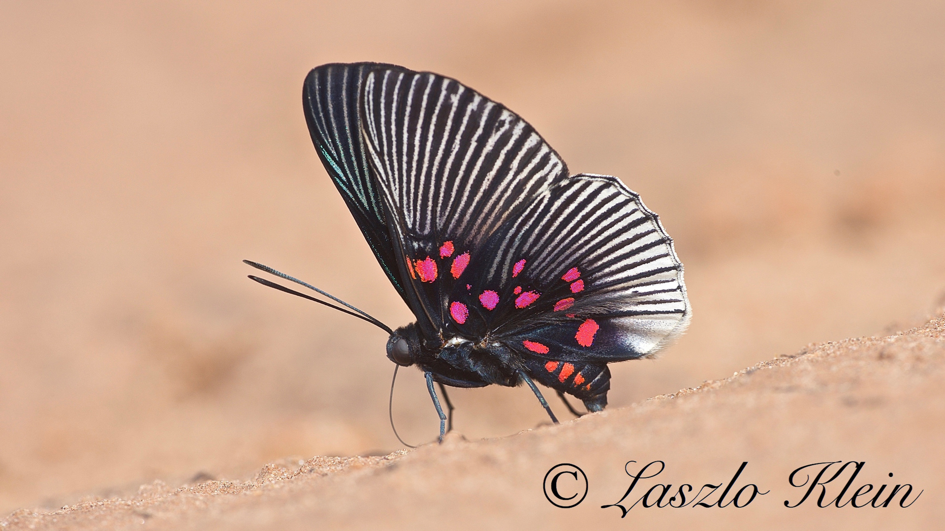 Riodinidae, Lyropteryx appolonia (Rückseite)