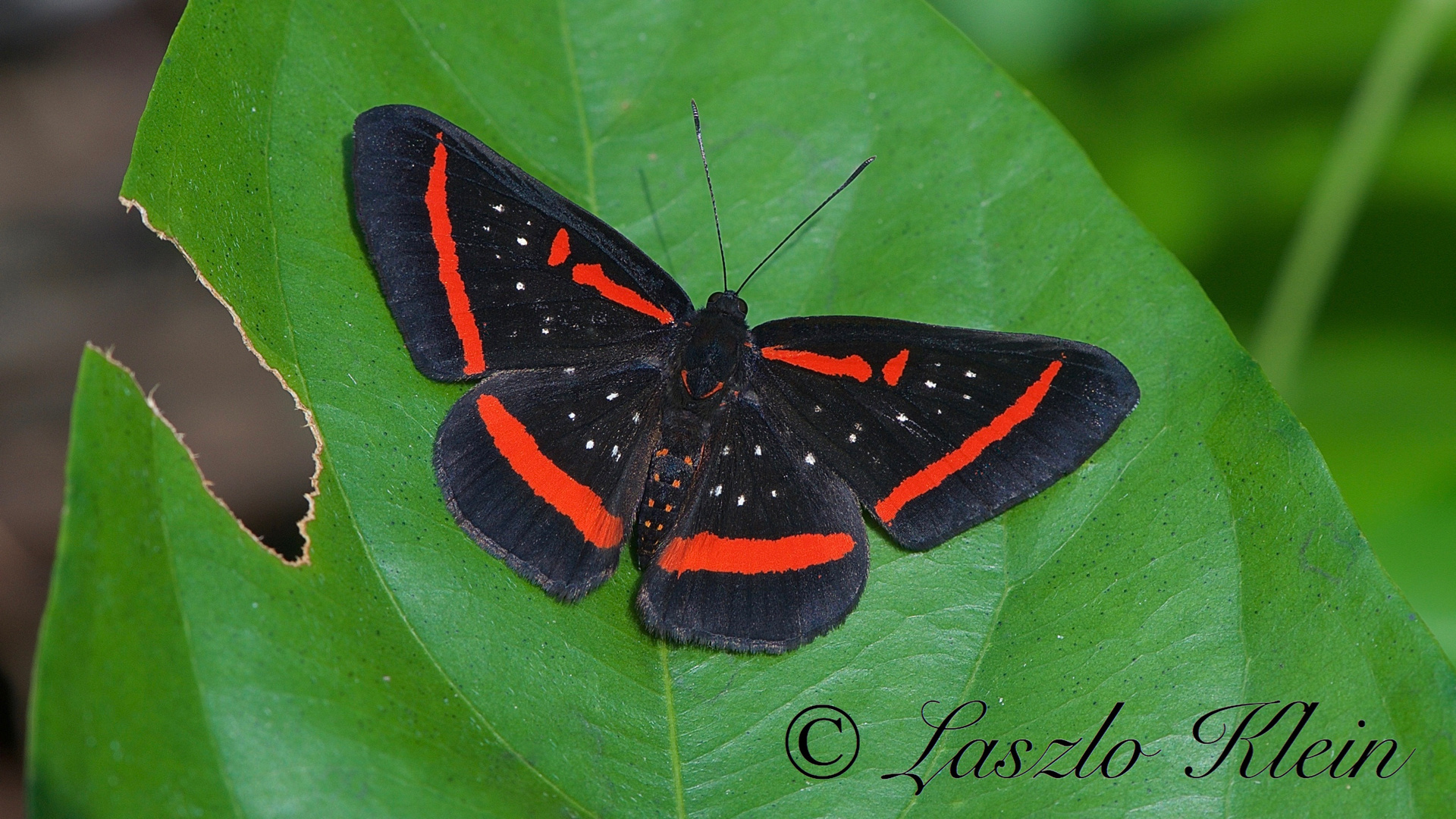 Rionidae Amarynthis meneria ssp.