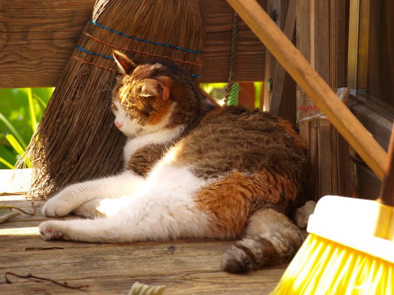 R.I.P. als Erinnerung an eine ganz besondere Katze