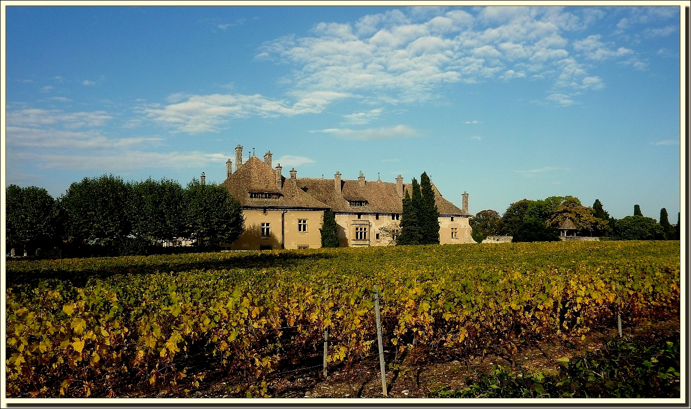 Ripaille et son vignoble