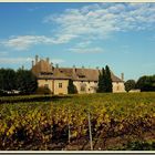 Ripaille et son vignoble