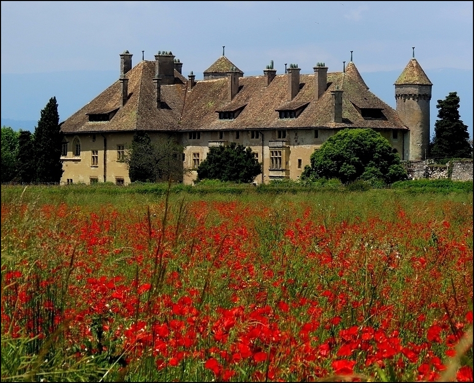 "Ripailler" au milieu des coquelicots !