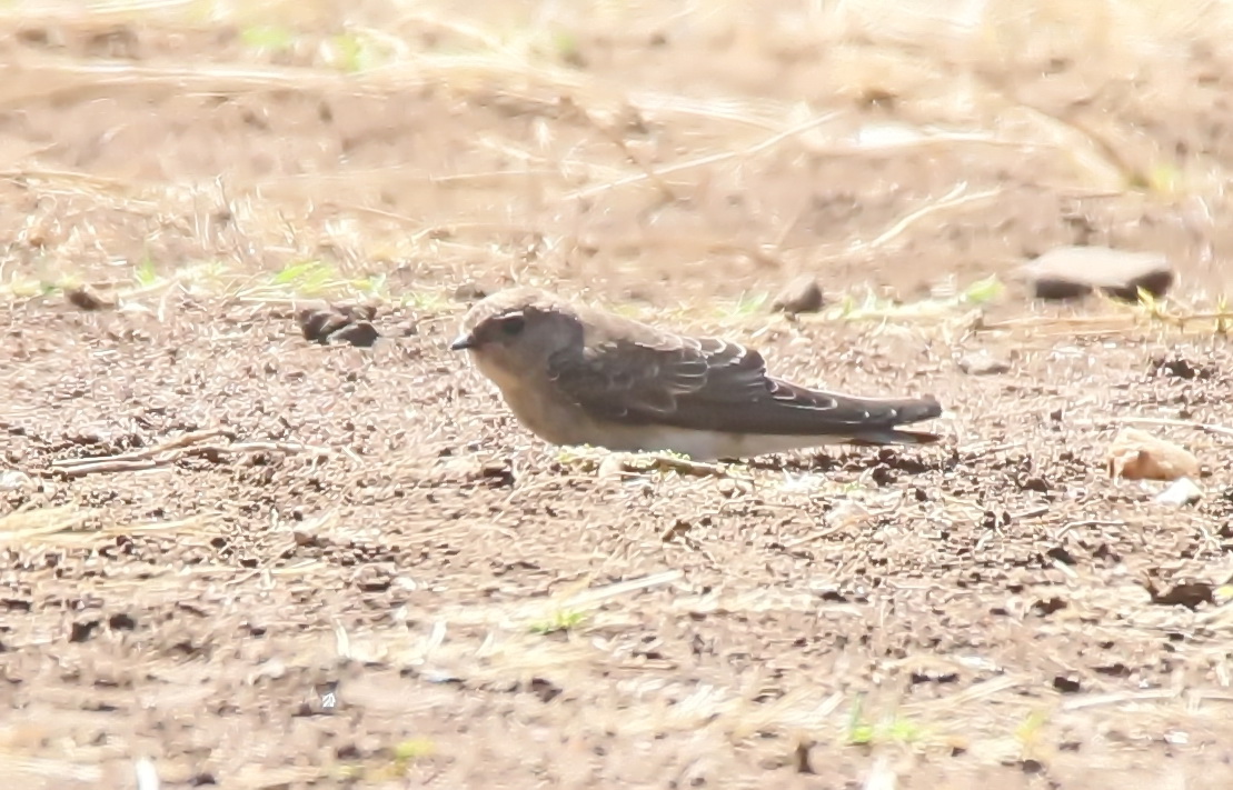 Riparia paludicola,Plain martin