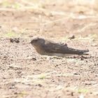 Riparia paludicola,Plain martin