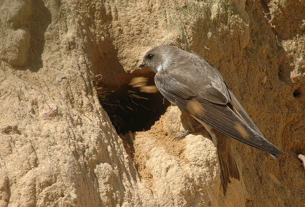 Riparia riparia - Poland