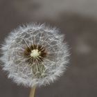 Ripe fruits of a dandelion - Pusteblume