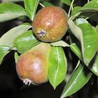 Ripening Fruit.