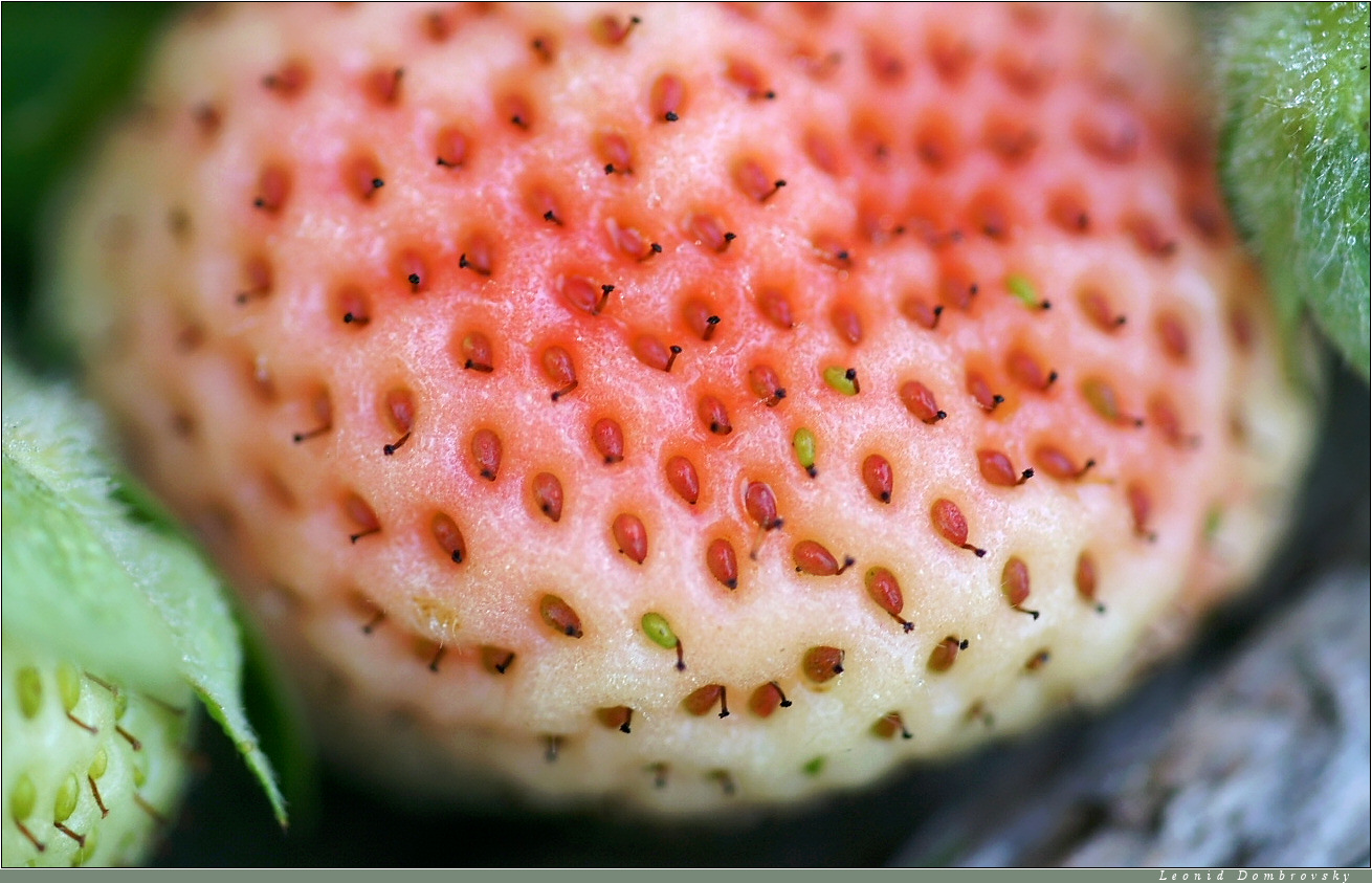 Ripening strawberry