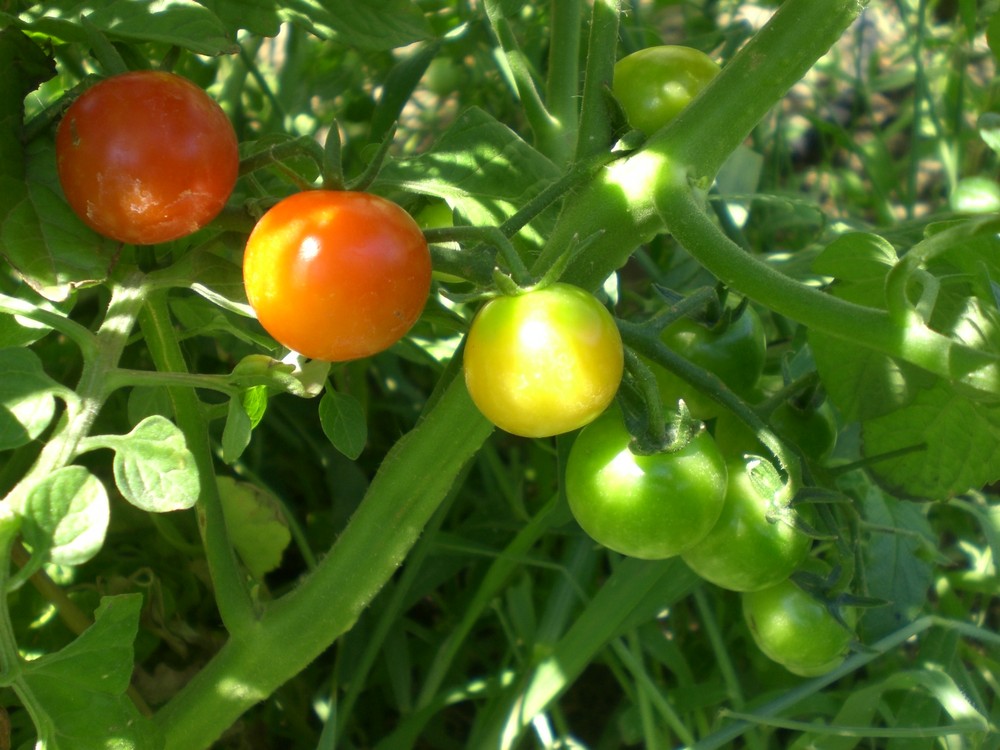 ripening tomatoes