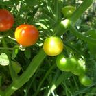 ripening tomatoes