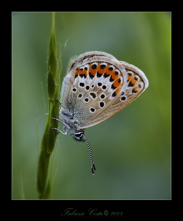 Ripescando tra le macro del 2008