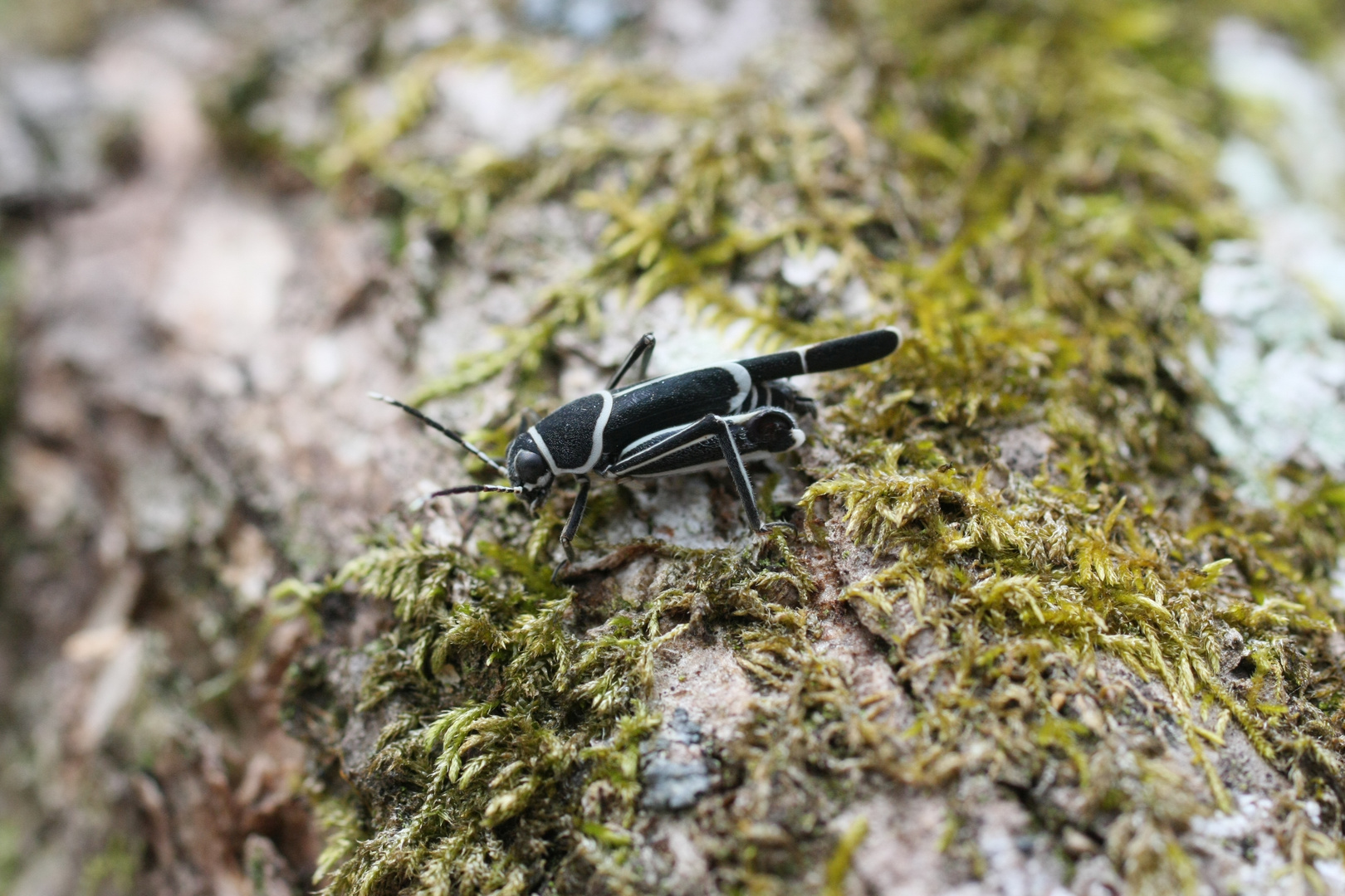 Ripipteryx limbata