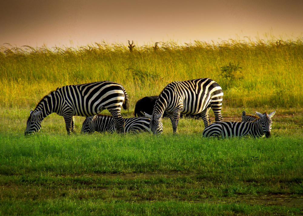 riposo nella savana